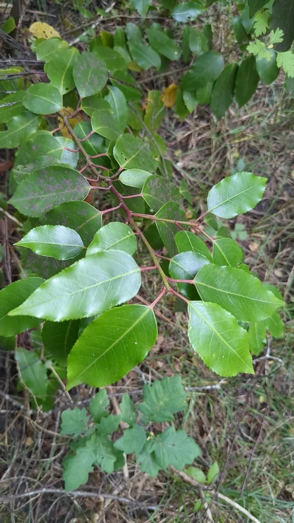 Prunus Lusitanica