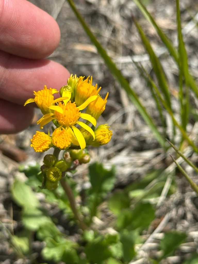 Senecio Fulgens