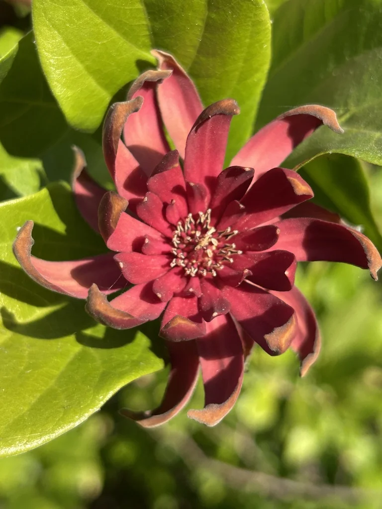 Calycanthus Occidentalis