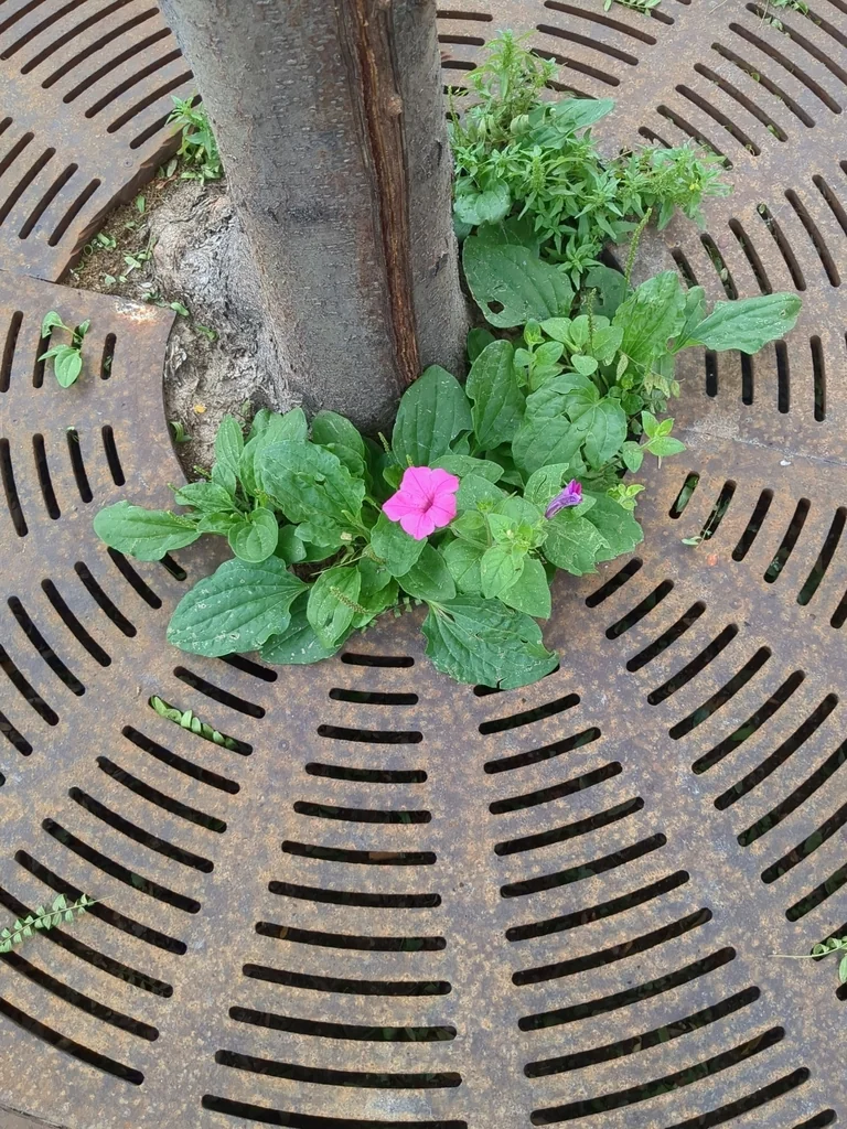 Petunia X Hybrida