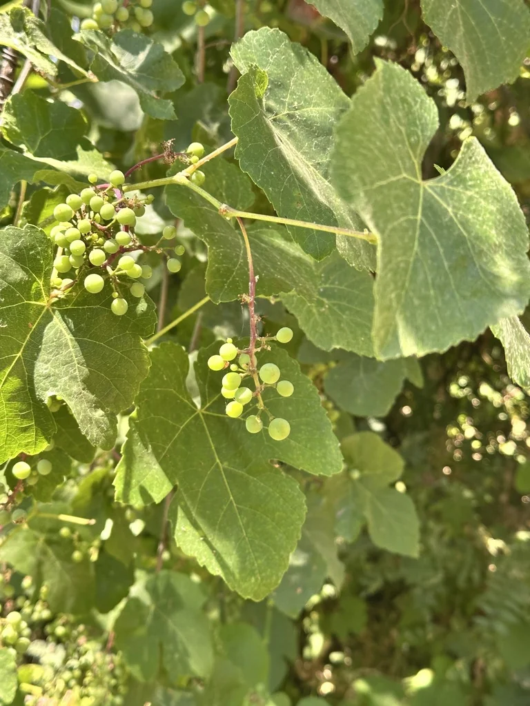 Vitis Californica