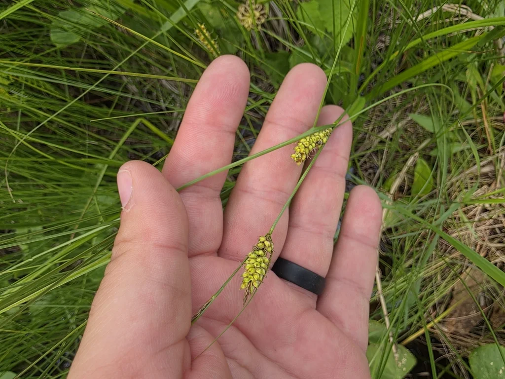 Carex Lasiocarpa