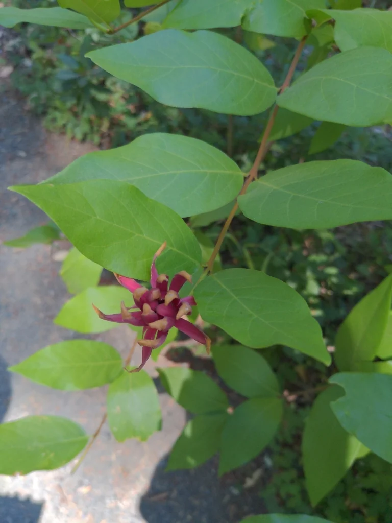 Calycanthus Occidentalis