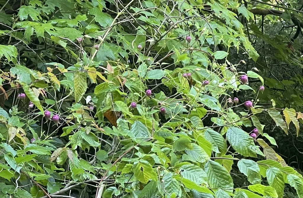Clematis Viorna