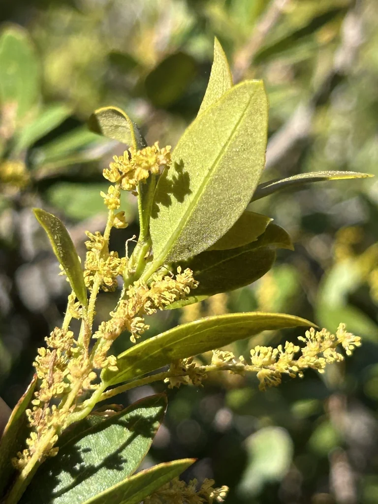 Quercus Vaccinifolia
