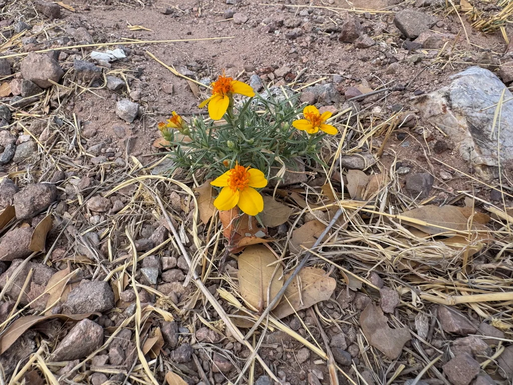 Zinnia Grandiflora