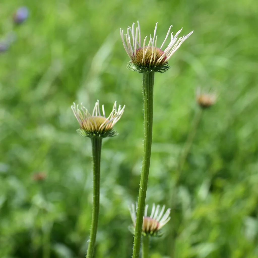 Echinacea Pallida