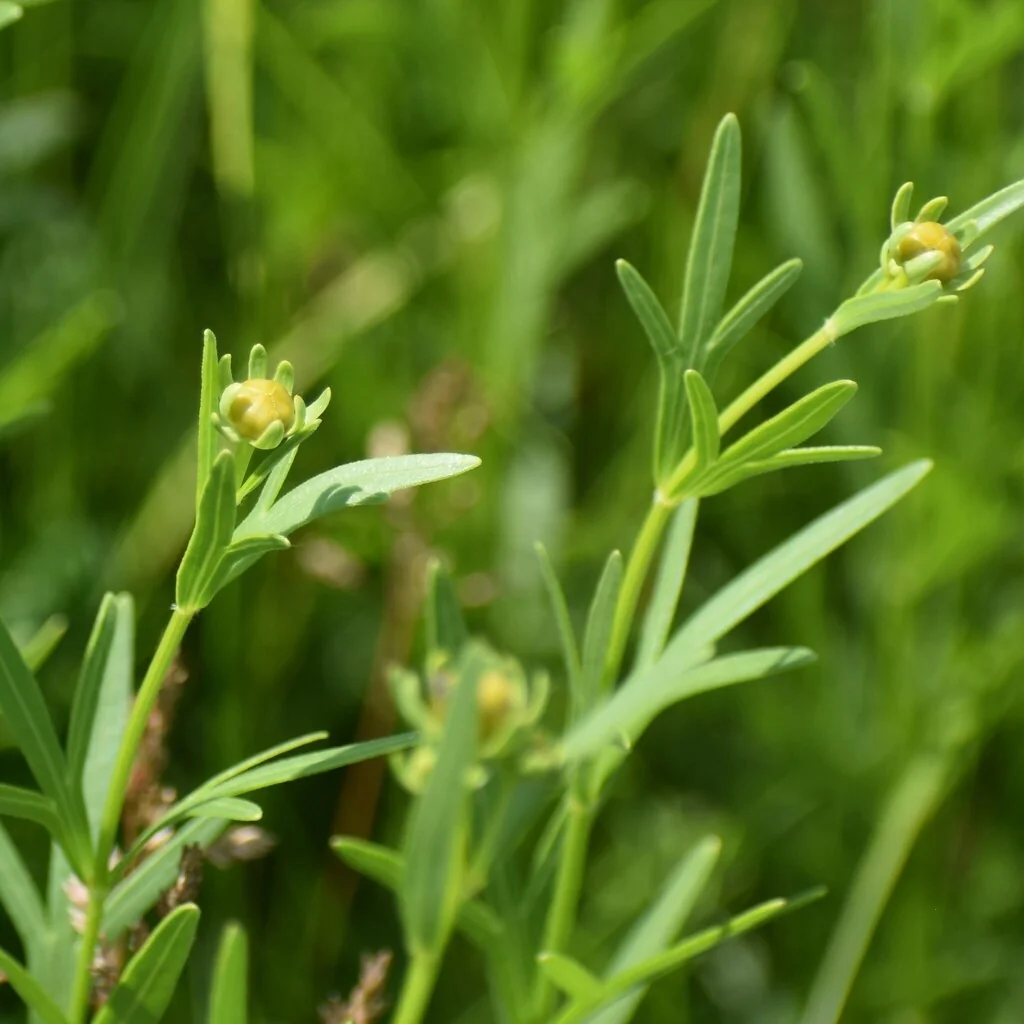Coreopsis Palmata