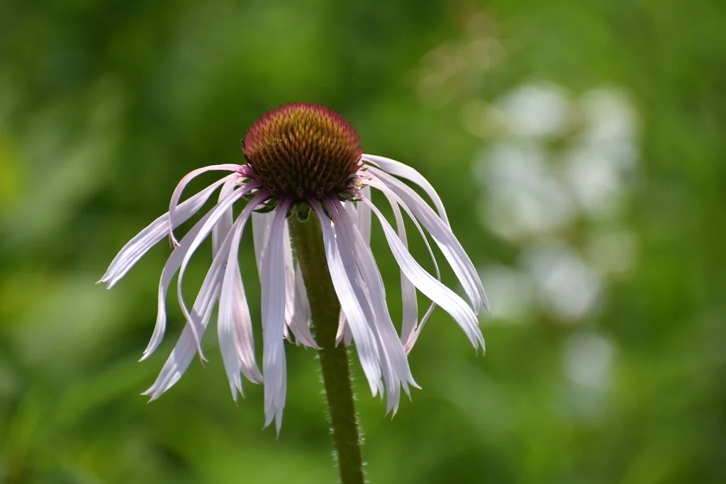 Echinacea Pallida