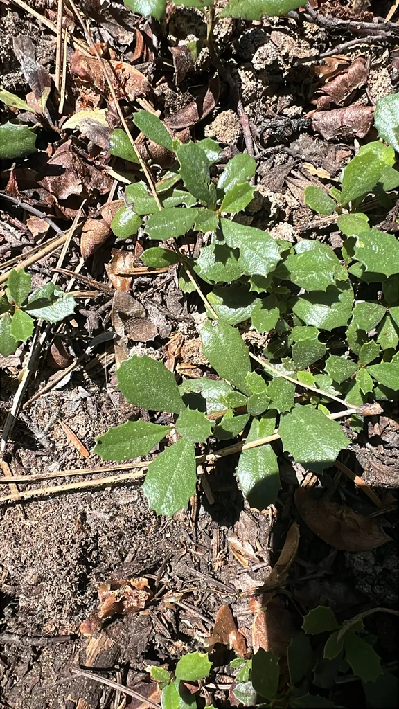 Ceanothus Prostratus