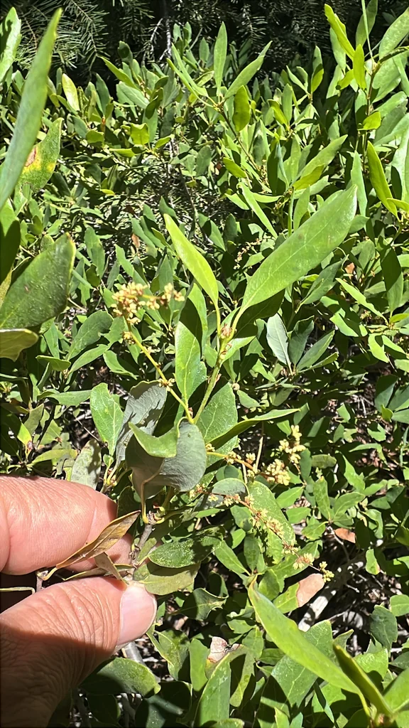 Quercus Vaccinifolia