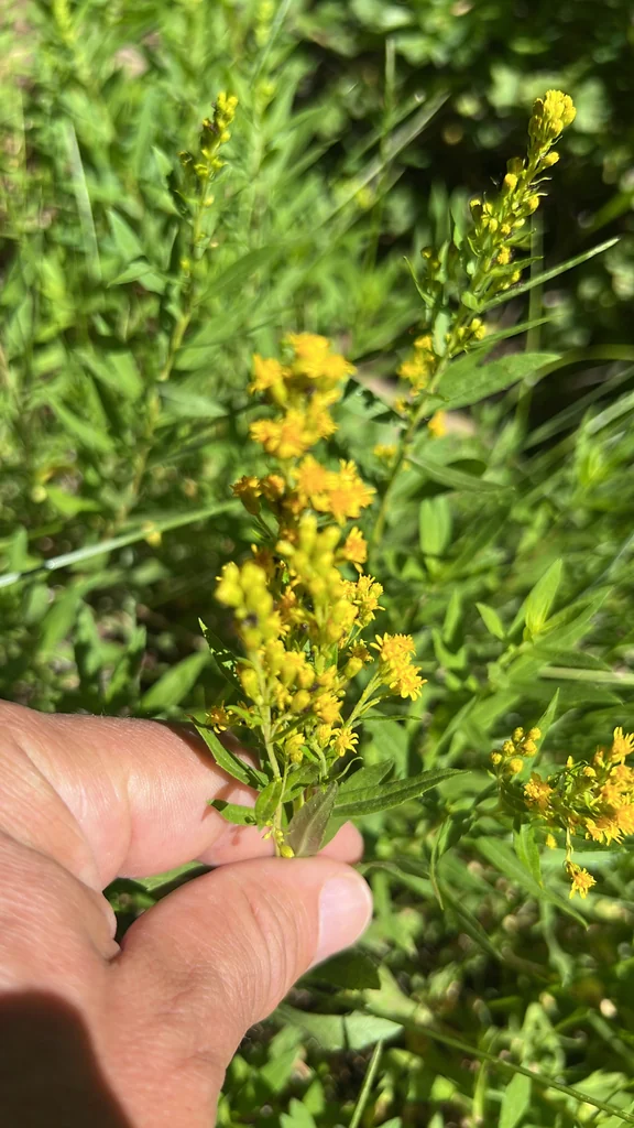 Solidago Canadensis Ssp. Elongata