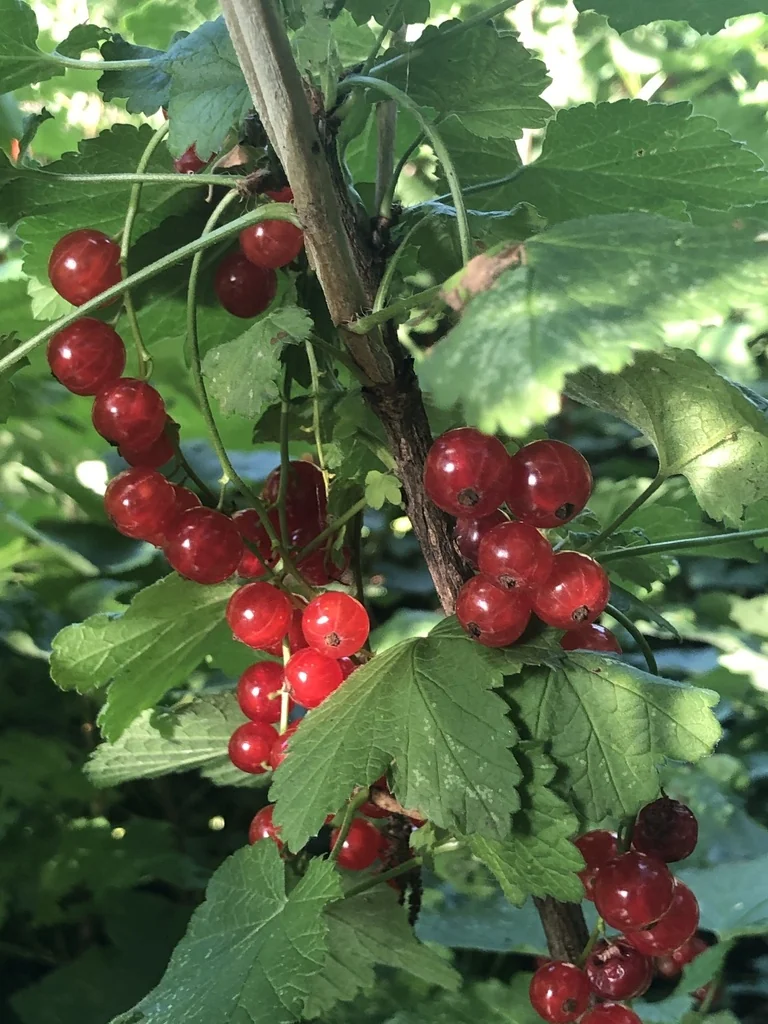 Ribes Rubrum