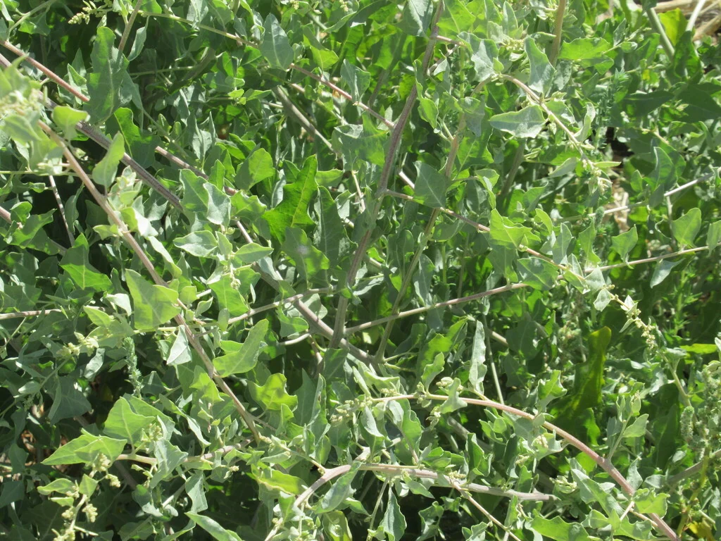 Atriplex Lentiformis