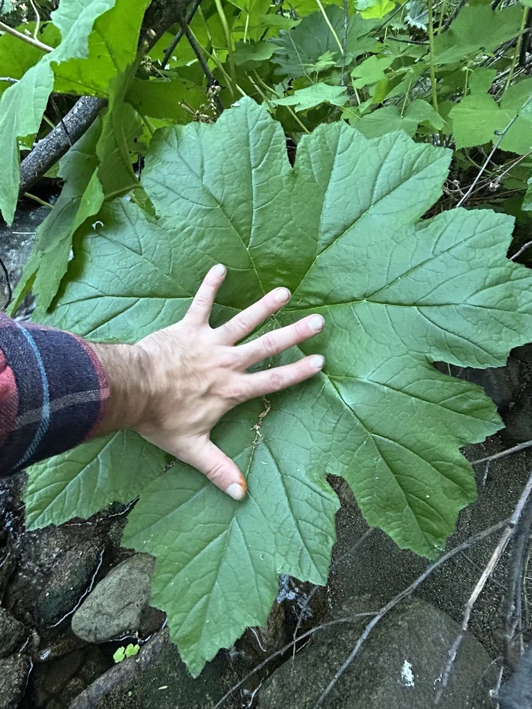 Darmera Peltata