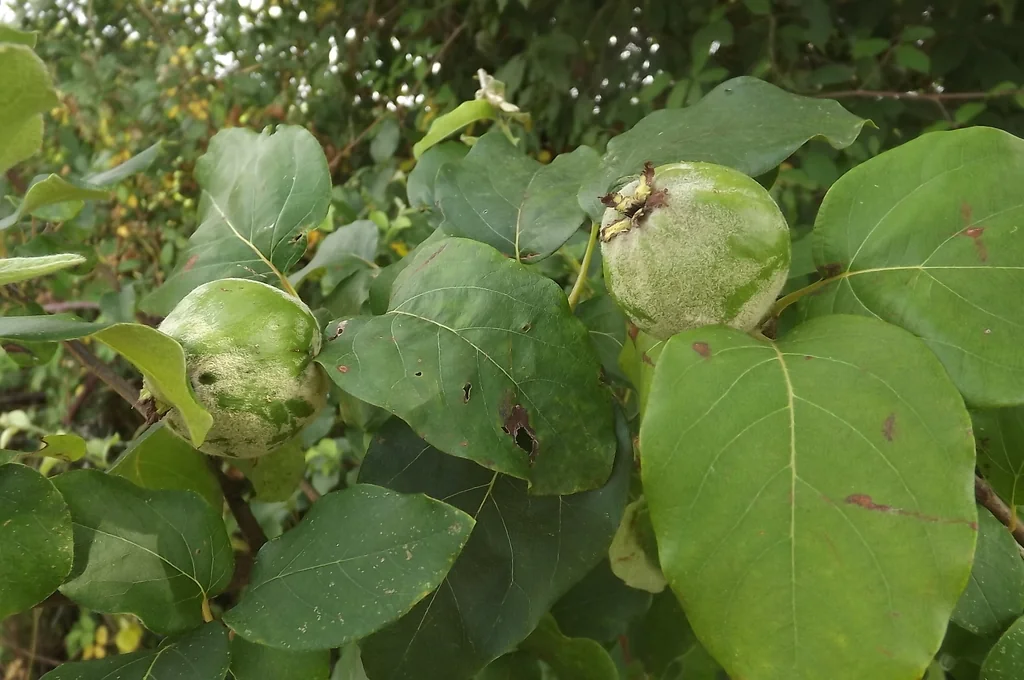 Cydonia Oblonga