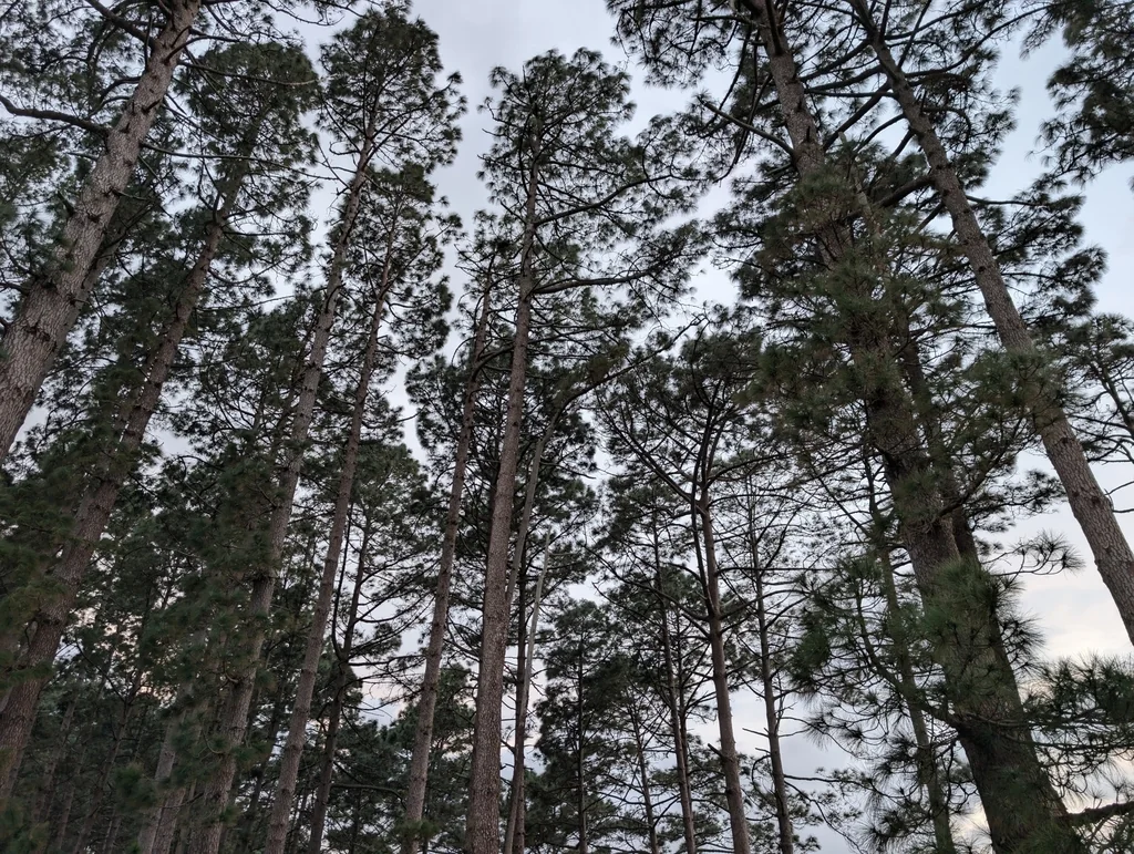 Pinus Canariensis