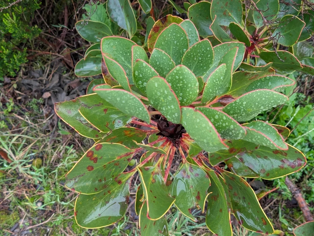 Protea Cynaroides
