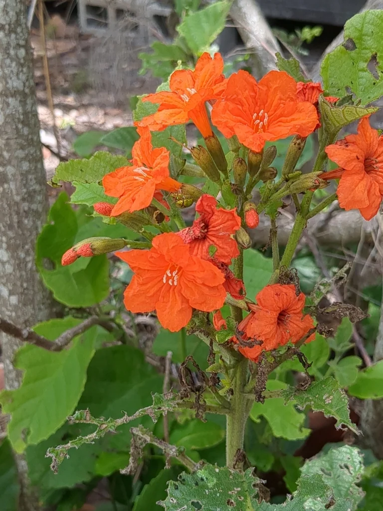 Cordia Sebestena