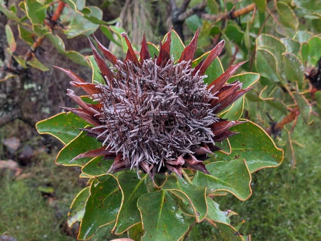 Protea Cynaroides