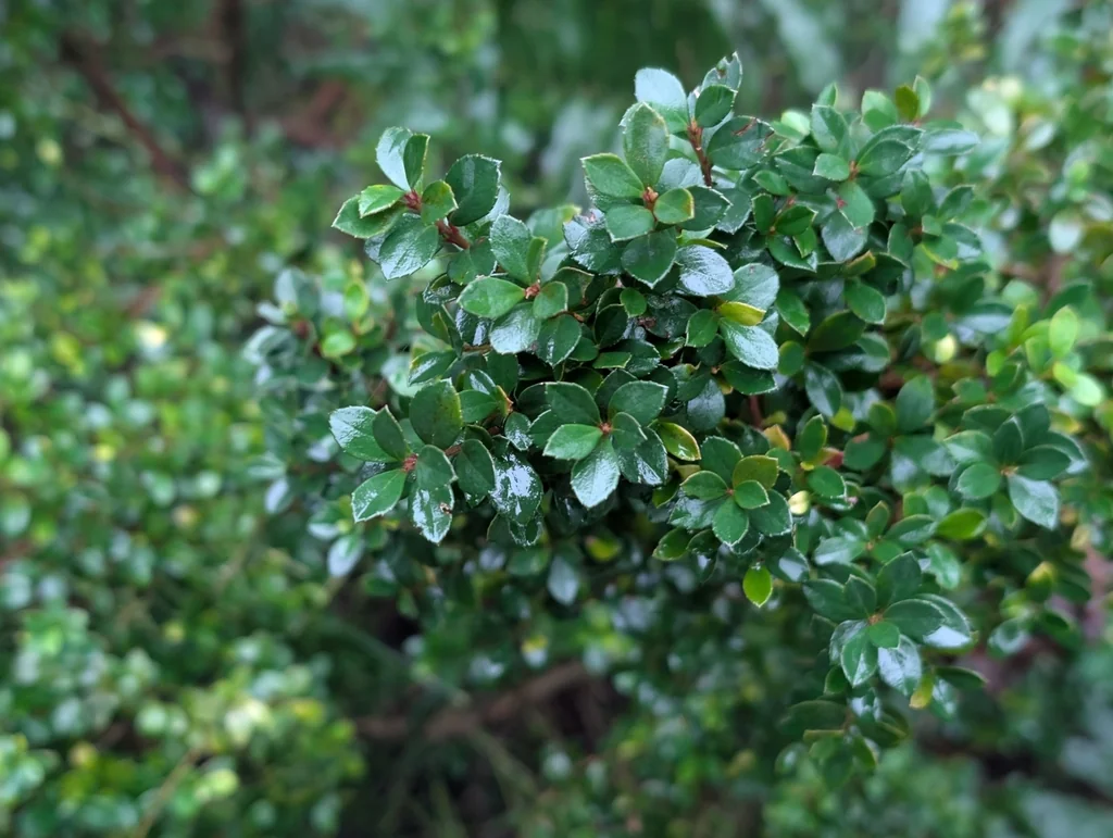 Myrsine Africana