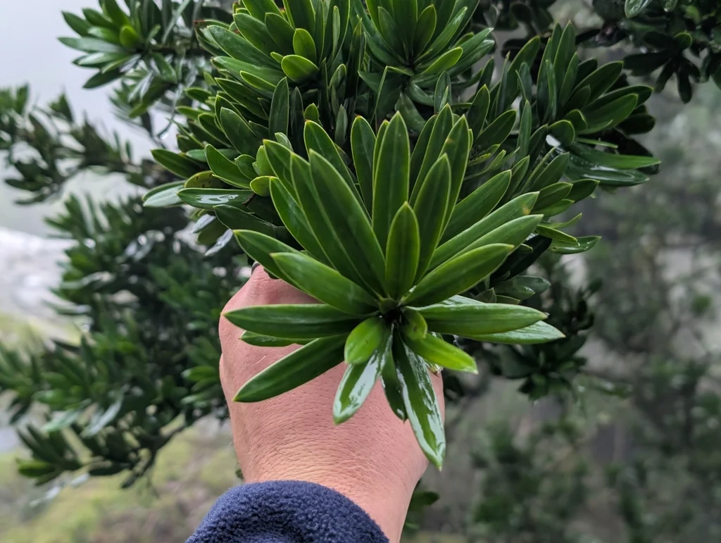 Podocarpus Latifolius