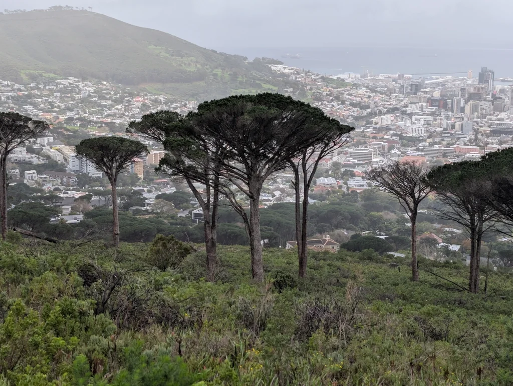 Pinus Pinea
