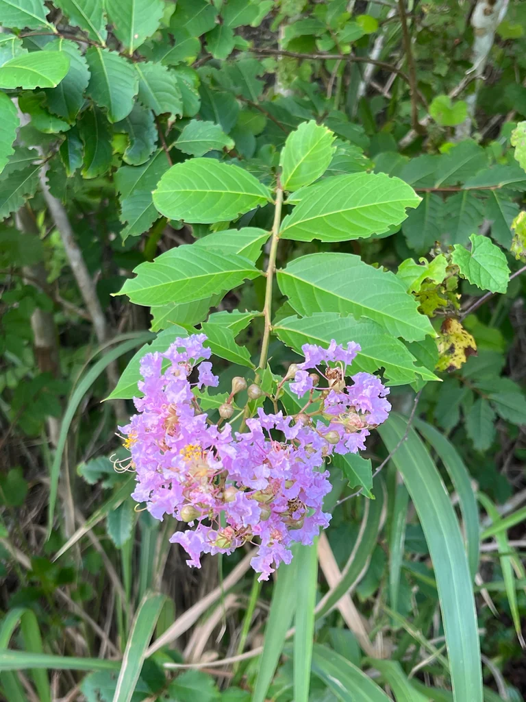 Lagerstroemia indica