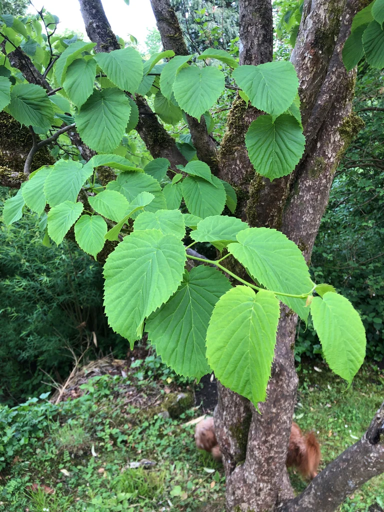 Davidia Involucrata