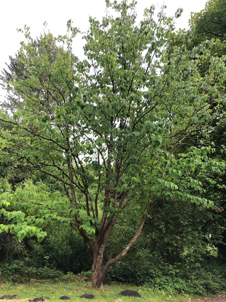 Davidia Involucrata