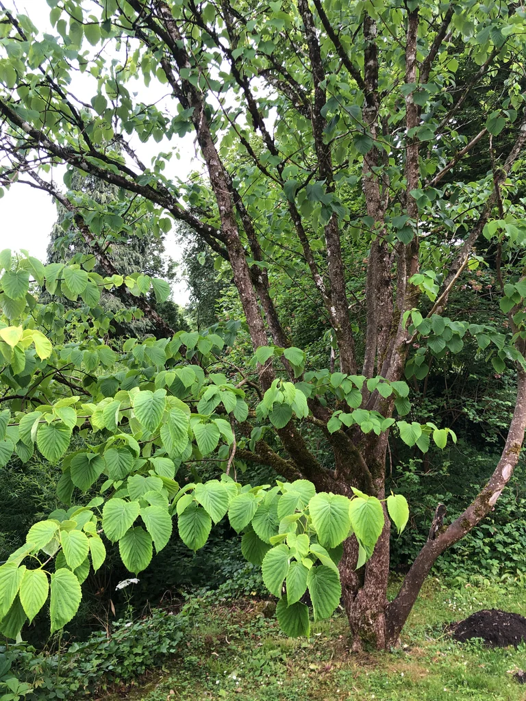 Davidia Involucrata