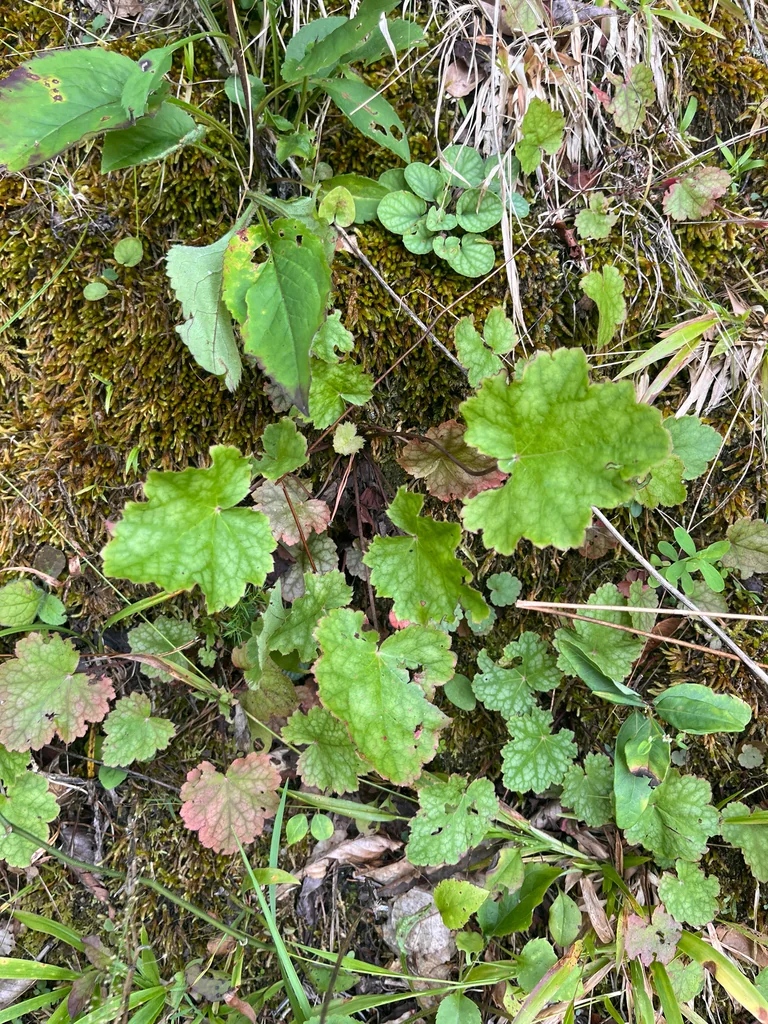 Heuchera Americana