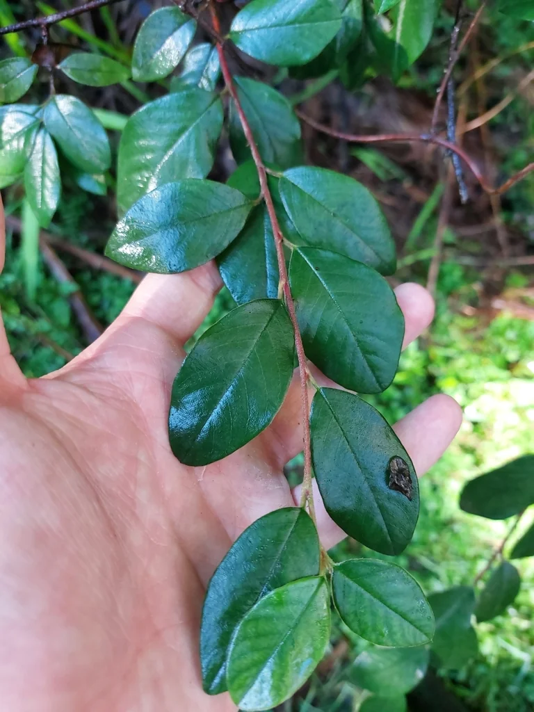 Cotoneaster Glaucophyllus