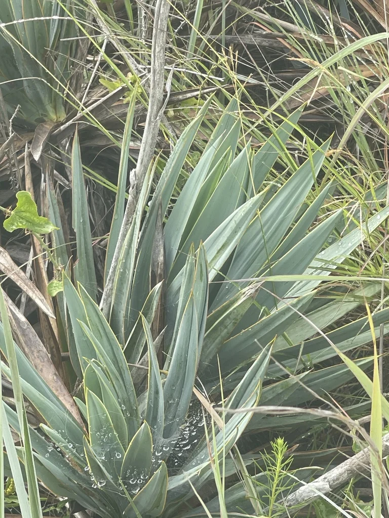Yucca Pallida
