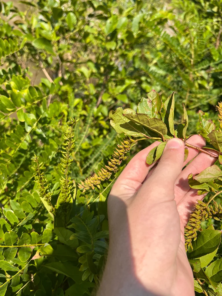 Itea virginica