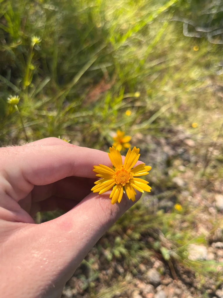Coreopsis Grandiflora