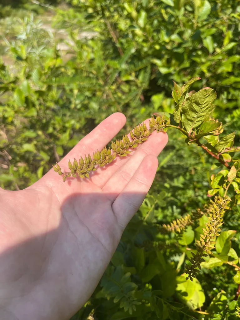 Itea virginica