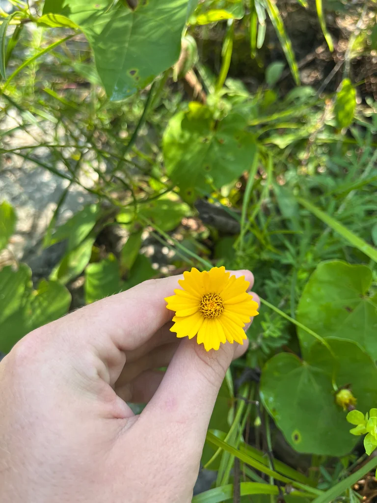 Coreopsis Grandiflora