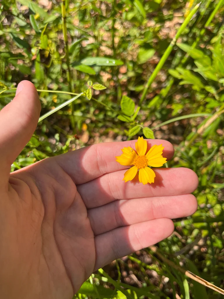 Coreopsis Grandiflora