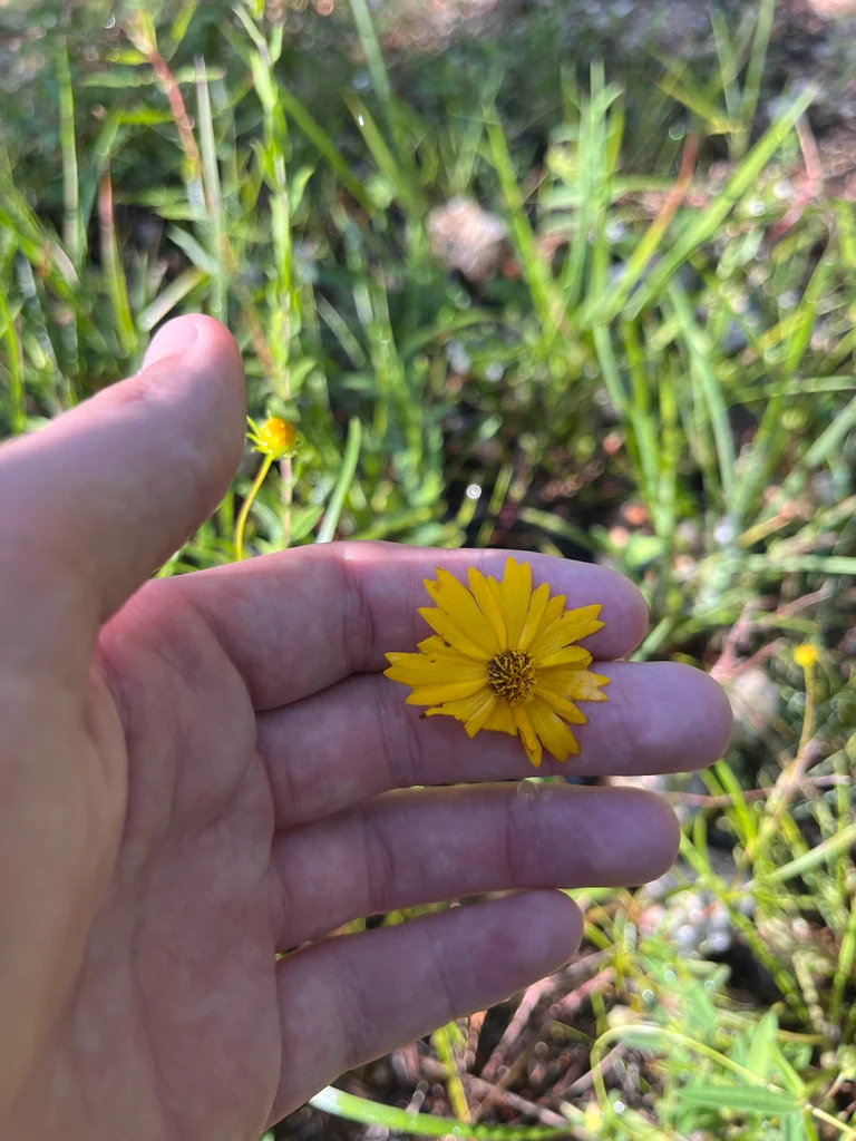 Coreopsis Grandiflora