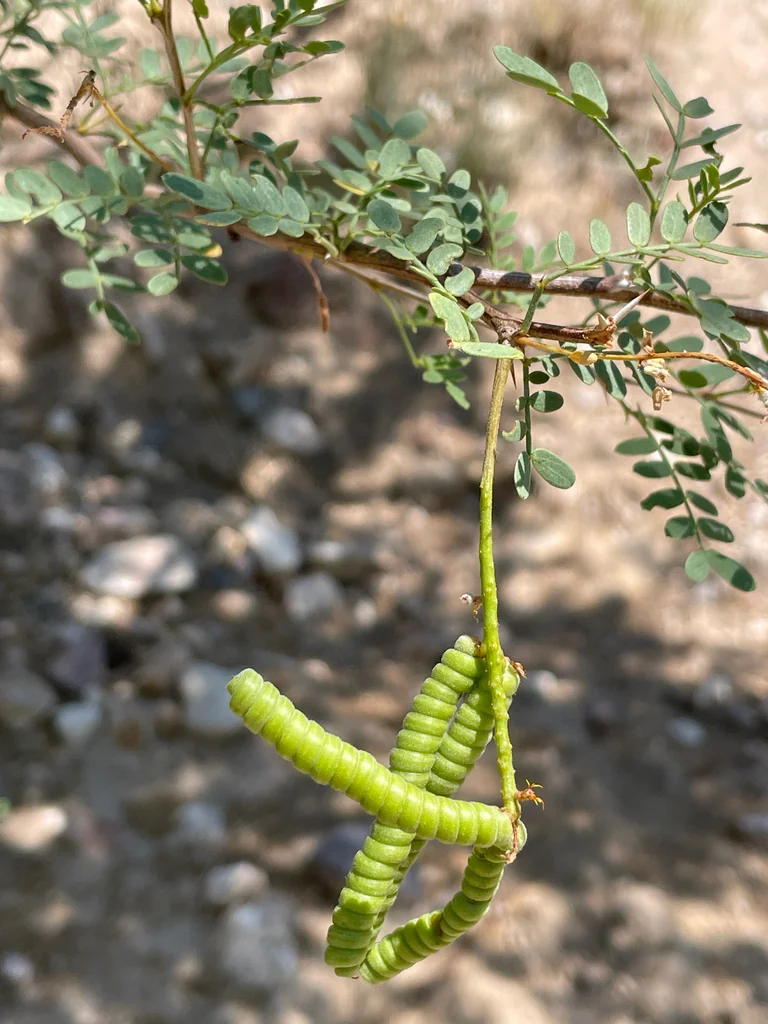 Prosopis Pubescens