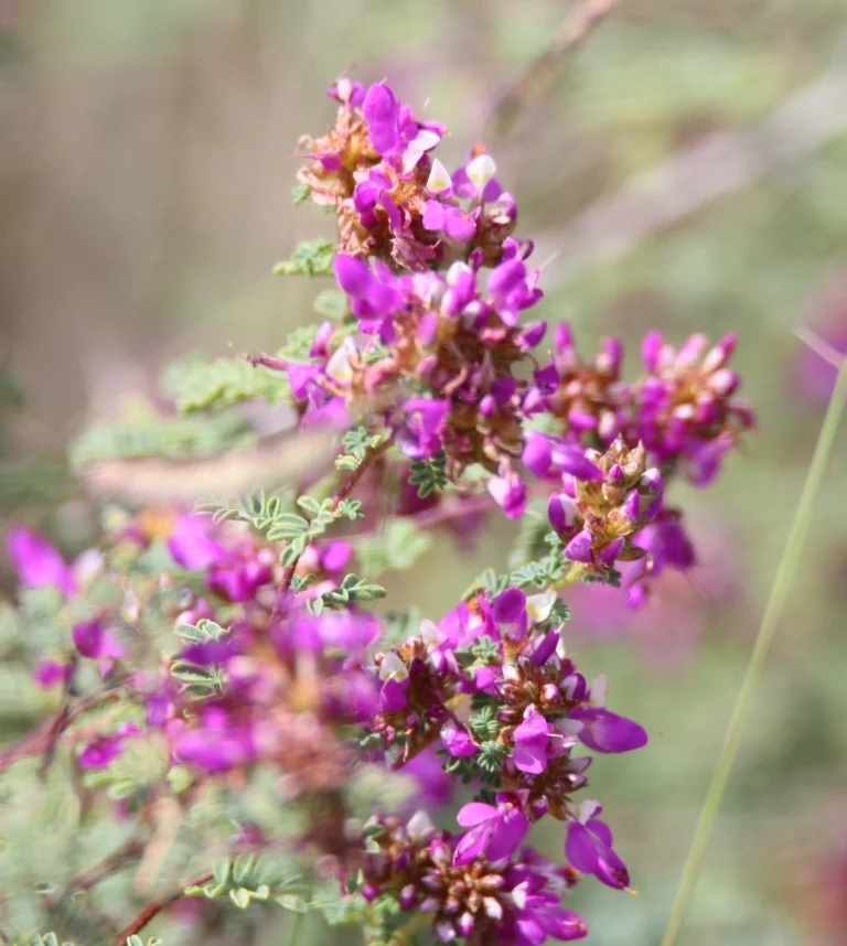 Dalea Frutescens