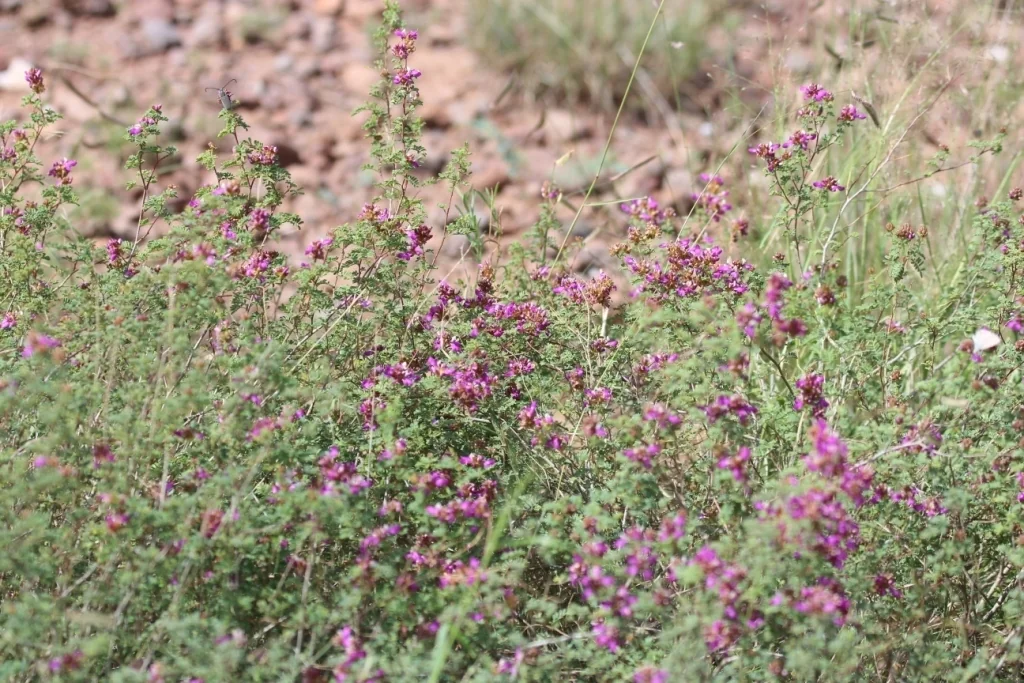 Dalea Frutescens