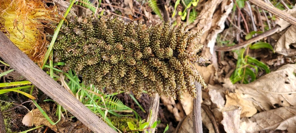 Gunnera Tinctoria