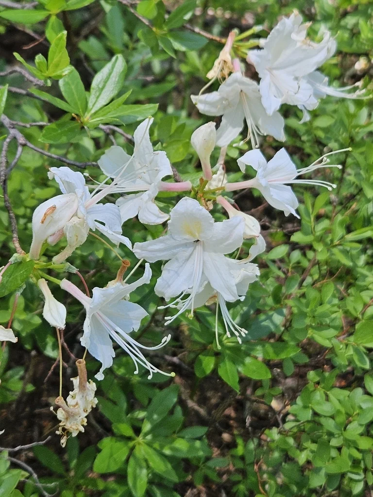 Rhododendron Occidentale