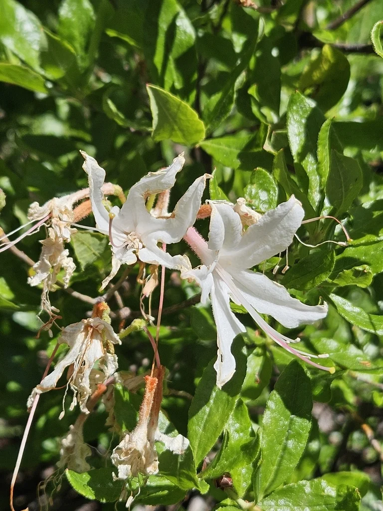 Rhododendron Occidentale