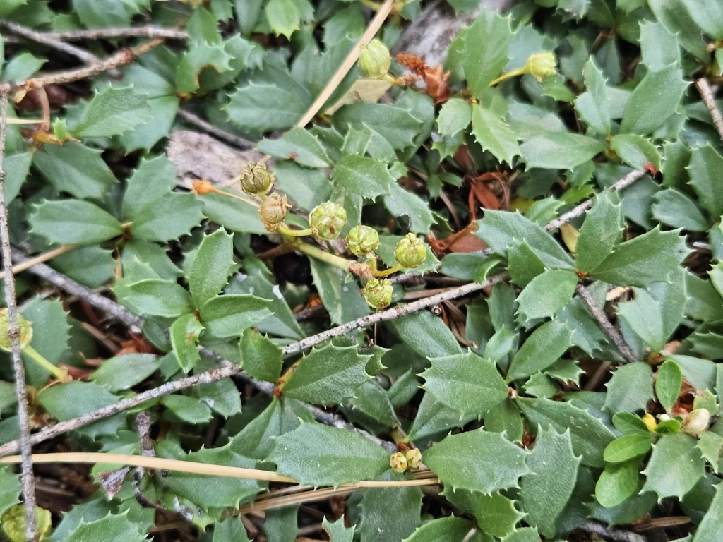 Ceanothus Prostratus