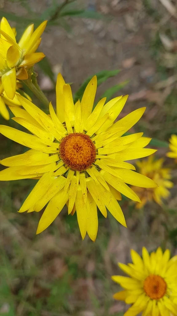 Bracteantha Bracteata