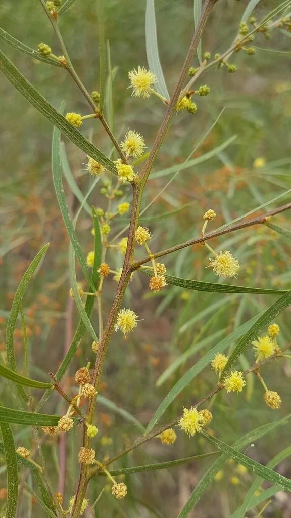 Acacia Cognata