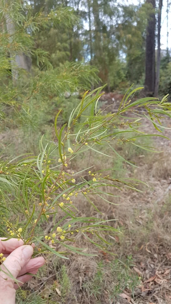 Acacia Cognata